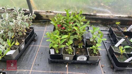 17 WEIGELA 'BRISTOL RUBY'