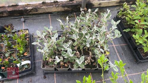 16 BRACHYGLOTTIS SUNSHINE DUNEDIN GROUP