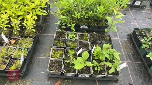 8 MIXED SHRUBS