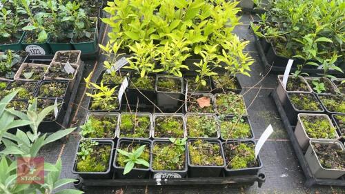 20 CARYOPTERIS X CLANDONENSIS