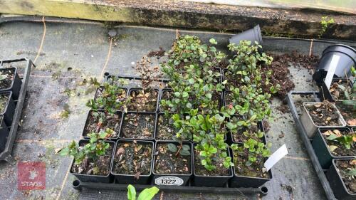 15 MYRTUS COMMUNIS VICTORIOUS BOUQUET