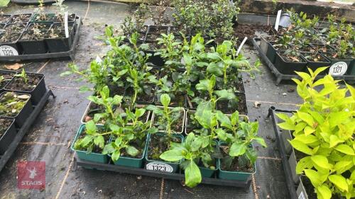 18 ESCALLONIA RUBRA MACRANTHA