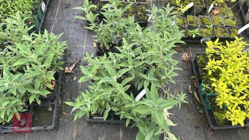 10 BUDDLEJA 'BUZZ HOT RASPBERRY'