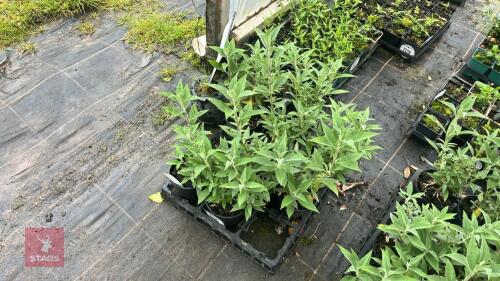9 BUDDLEJA 'BUZZ HOT RASPBERRY'