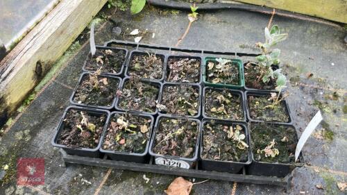 3 BRACHYGLOTTIS WARBURTONS SILVER