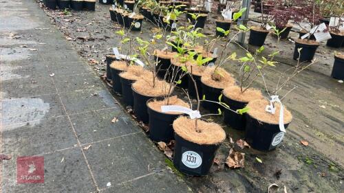 6 STEWORTIA PSEUDOCAMELLIA