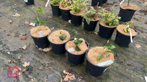 4 CAMELLIA ALBA SINGLE WHITE