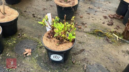 1 AZALEA EVERGREEN VIOLETTA