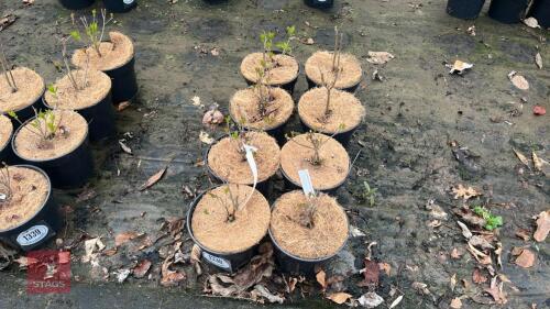 8 CLETHRA ALNIFOLIA HUMMINGBIRD