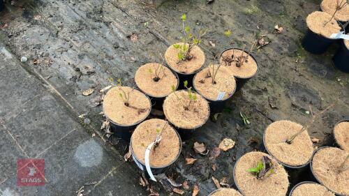 6 CLETHRA ALNIFOLIA RUBY SPICE