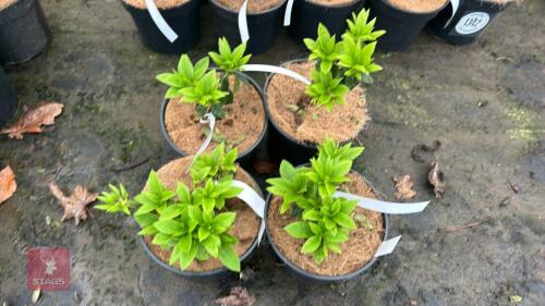 4 AZALEA EVERGREEN 'MARY HELEN'