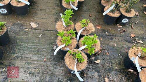 5 AZALEA EVERGREEN KERMIESINA ROSE