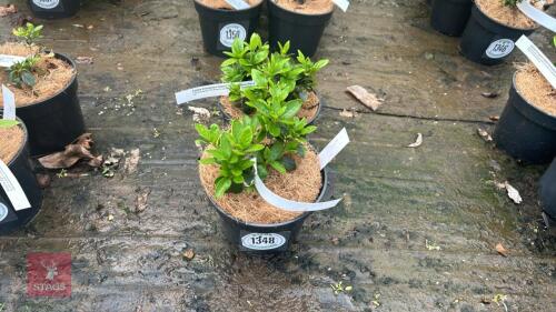 2 AZALEA EVERGREEN CONVERSATION PIECE