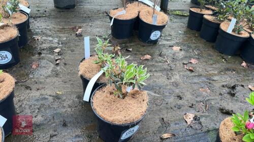 2 AZALEA EVERGREEN 'SILVER SWORD'