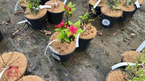 2 AZALEA EVERGREEN EXCELSIOR