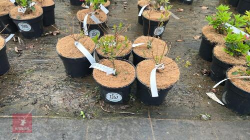 5 AZALEA EVERGREEN ANOENUM