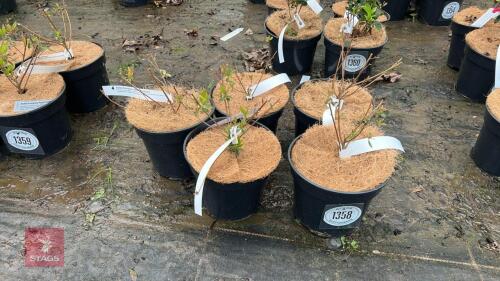 5 AZALEA EVERGREEN ANOENUM