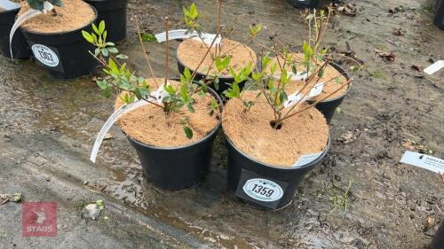 4 AZALEA EVERGREEN ANOENUM