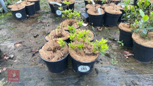 5 AZALEA EVERGREEN 'GEISHA ORANGE'