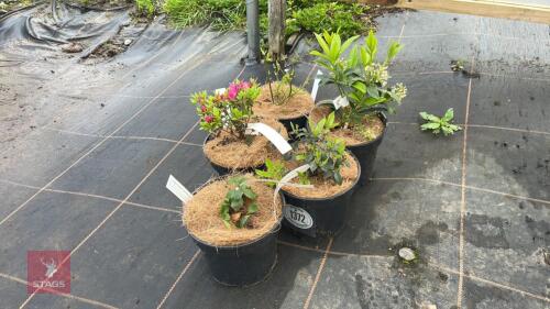 5 MIXED SHRUBS