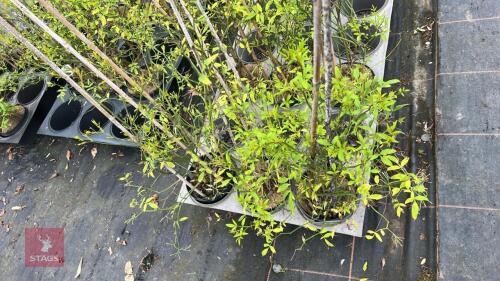 3 JASMINUM HUMILE 'REVOLUTUM'