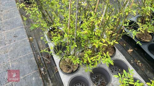 3 JASMINUM HUMILE 'REVOLUTUM'