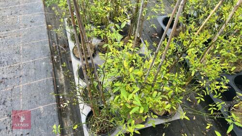 3 JASMINUM HUMILE 'REVOLUTUM'