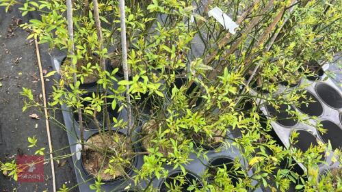 3 JASMINUM HUMILE 'REVOLUTUM'