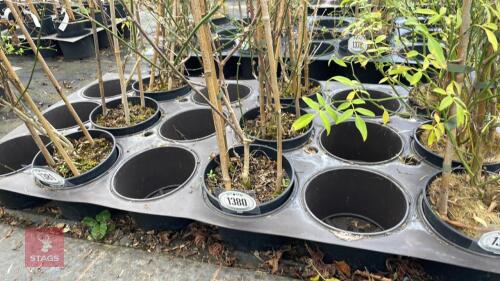 3 JASMINUM OFFICINALE 'CLOTTED CREAM'