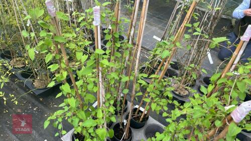 3 FALLOPIA BALDSCHUANICA/AUBERTII