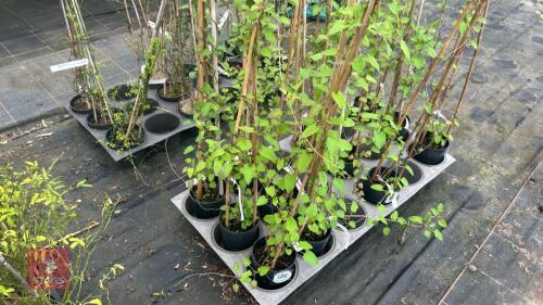 3 FALLOPIA BALDSCHUANICA/AUBERTII