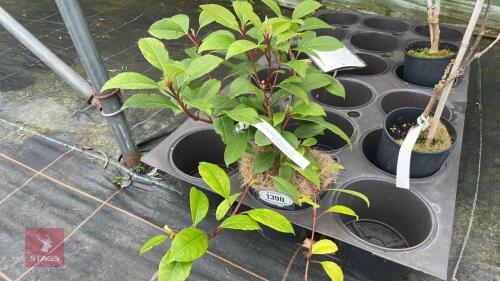 1 HYDRANGEA SEEMANNII