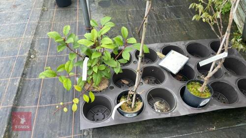 1 WISTERIA SINENSIS 'AMETHYST'