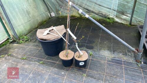 2 OXYDENDRUM ARBOREUM