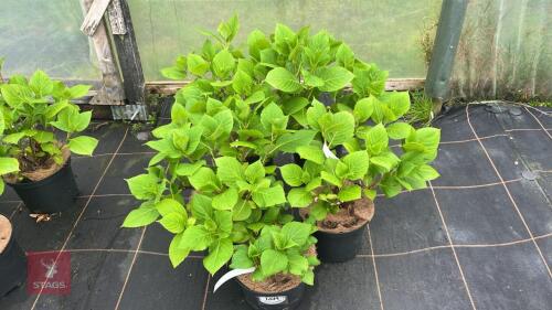 5 HYDRANGEA MACROPHYLIA