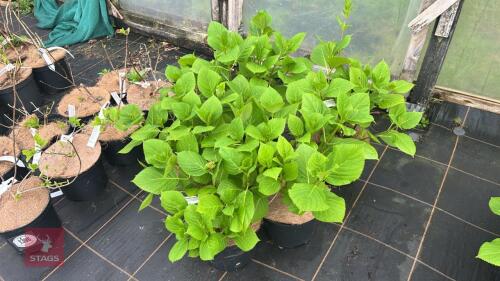 5 HYDRANGEA MACROPHYLIA