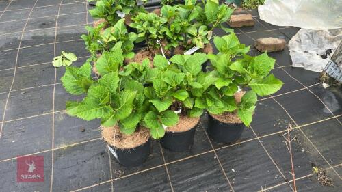 3 HYDRANGEA 'ELECTRIC BLUE'