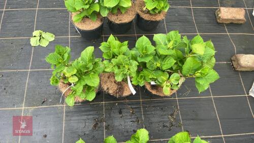 3 HYDRANGEA 'ELECTRIC BLUE'