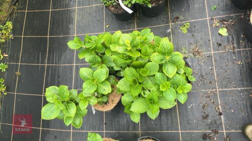 5 HYDRANGEA MACROPHYLLA