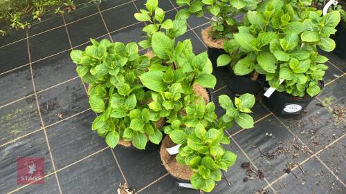 5 HYDRANGEA MACROPHYLLA
