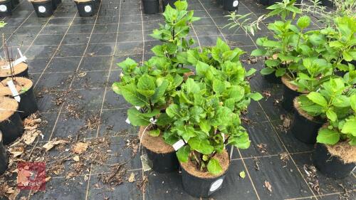 6 HYDRANGEA 'ZORRO'