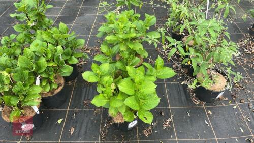 4 HYDRANGEA MACROPHYLLA