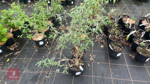 2 BUDDLEJA DAVIDII 'DARTMOOR'