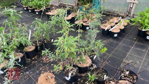 3 BUDDLEJA DAVIDII 'WHITE PROFUSION'