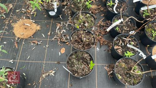 5 HYDRANGEA PANICULATA 'GREAT STAR'