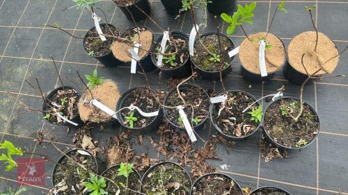 6 HYDRANGEA PANICULATA 'GREAT STAR'