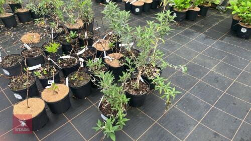 3 BUDDLEJA 'BUZZ HOT RASPBERRY'