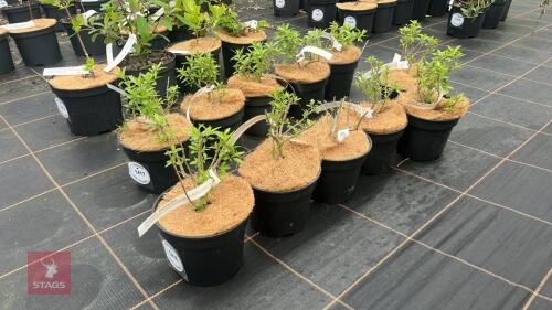 6 CARYOPTERIS 'HEAVENLY BLUE'