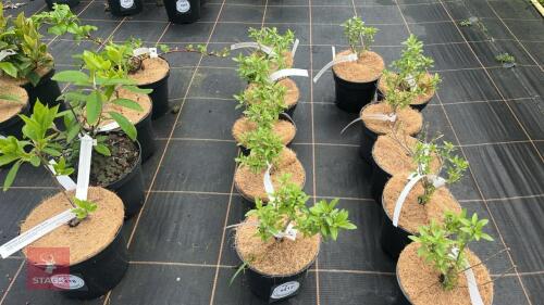 5 CARYOPTERIS 'HEAVENLY BLUE'