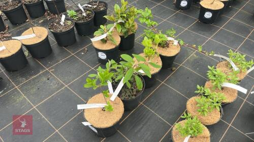 4 MIXED HYDRANGEA